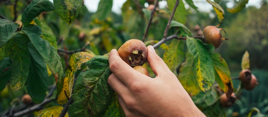 Why Natural Harvesting